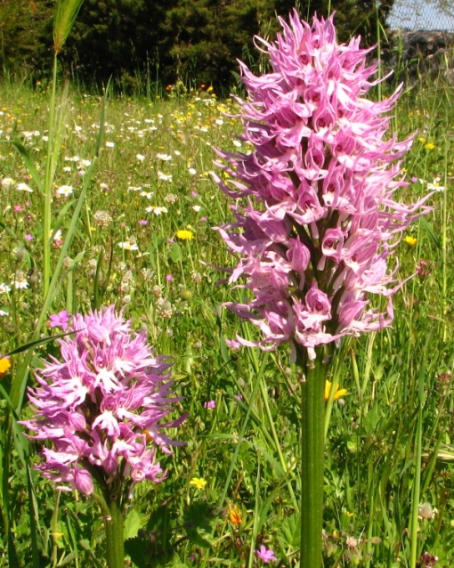 Ophrys e Orchis vicino a  Palazzolo